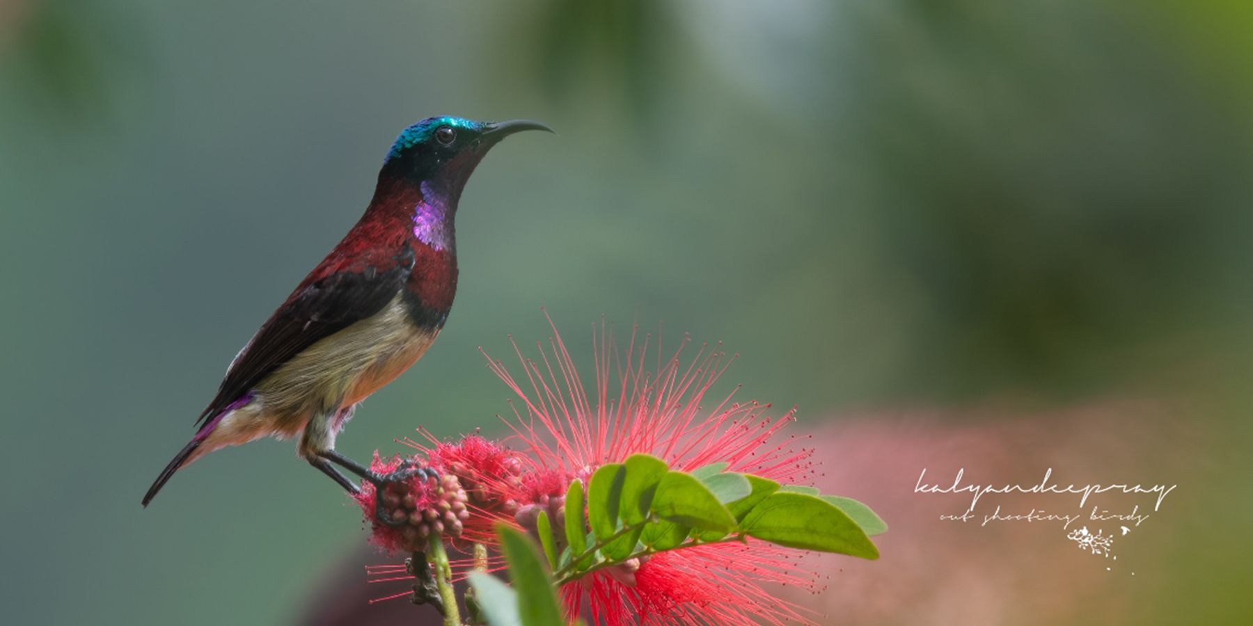 Enjoy long walks watch the bright - feathered treasures
